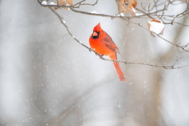 Erkek kuzey kardinali şiddetli bir kar fırtınası sırasında bir dala tünemiş..