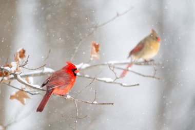 Erkek kuzey kardinali, kar fırtınası sırasında bir dala tünemiş ve arka planda dişi kardinal var..