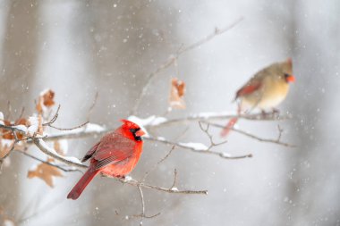 Erkek kuzey kardinali, kar fırtınası sırasında bir dala tünemiş ve arka planda dişi kardinal var..