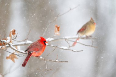 Erkek kuzey kardinali, kar fırtınası sırasında bir dala tünemiş ve arka planda dişi kardinal var..