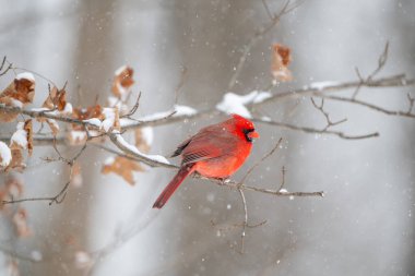Erkek kuzey kardinali şiddetli bir kar fırtınası sırasında bir dala tünemiş..