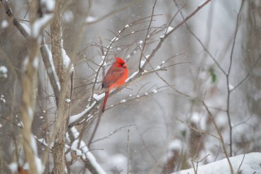 Erkek kuzey kardinali şiddetli bir kar fırtınası sırasında bir dala tünemiş..