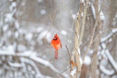 Erkek kuzey kardinali şiddetli bir kar fırtınası sırasında bir dala tünemiş..