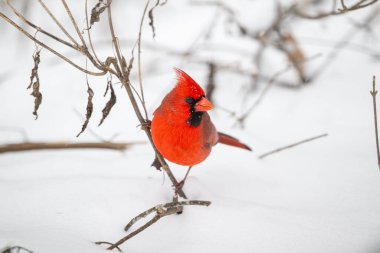 Erkek kuzey kardinali kar fırtınası sırasında karla kaplı zeminin üzerinde bir çubuğa tünedi.