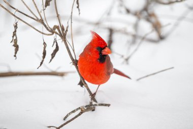 Erkek kuzey kardinali kar fırtınası sırasında karla kaplı zeminin üzerinde bir çubuğa tünedi.