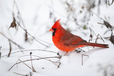 Erkek kuzey kardinali kar fırtınası sırasında karla kaplı zeminin üzerinde bir çubuğa tünedi.