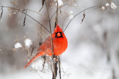 Erkek kuzey kardinali kar fırtınası sırasında karla kaplı zeminin üzerinde bir çubuğa tünedi.