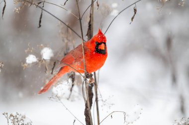 Erkek kuzey kardinali kar fırtınası sırasında karla kaplı zeminin üzerinde bir çubuğa tünedi.