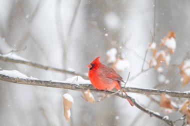 Erkek kuzey kardinali şiddetli bir kar fırtınası sırasında bir dala tünemiş..