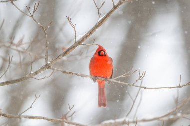 Erkek kuzey kardinali şiddetli bir kar fırtınası sırasında bir dala tünemiş..
