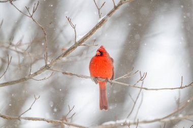 Erkek kuzey kardinali şiddetli bir kar fırtınası sırasında bir dala tünemiş..