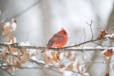 Erkek kuzey kardinali şiddetli bir kar fırtınası sırasında bir dala tünemiş..