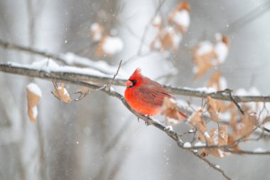 Erkek kuzey kardinali şiddetli bir kar fırtınası sırasında bir dala tünemiş..
