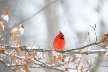 Erkek kuzey kardinali şiddetli bir kar fırtınası sırasında bir dala tünemiş..