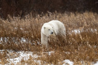 Kutup ayısı, Churchill, Manitoba 'nın dışındaki Hudson Körfezi kıyısında karlar boyunca ilerliyor.