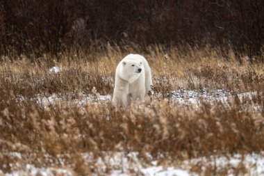 Kutup ayısı, Churchill, Manitoba 'nın dışındaki Hudson Körfezi kıyısında karlar boyunca ilerliyor.