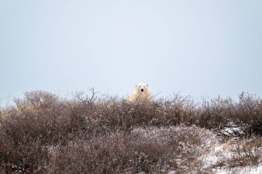 Ekim ayında Churchill, Manitoba 'nın hemen dışındaki bir yamacın tepesinde bir kutup ayısı..