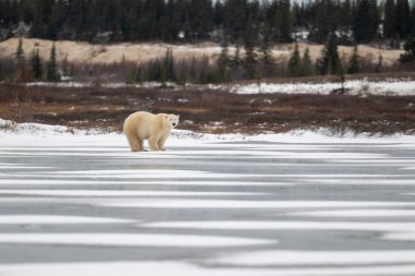 Churchill, Manitoba yakınlarındaki donmuş bir gölde yürüyen kutup ayısı.