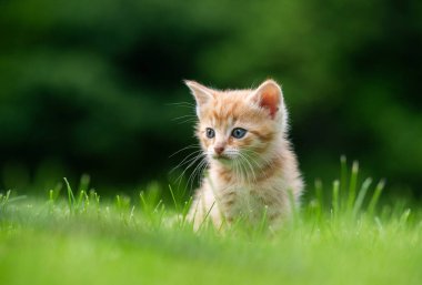 Yazın bahçedeki yeşil çimlerde oturan sevimli sarı tekir kedi yavrusu.