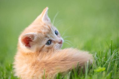 Sevimli sarı kedi yavrusu uzanmış ve yeşil çimlere bakıyor.
