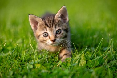 Şirin yavru tekir kedi uzanmış ve yeşil çimlerin üzerindeki kameraya bakıyor.
