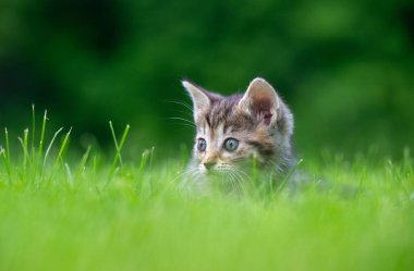 Bahçedeki yeşil çimlerde oturan sevimli yavru kedi yavrusu..