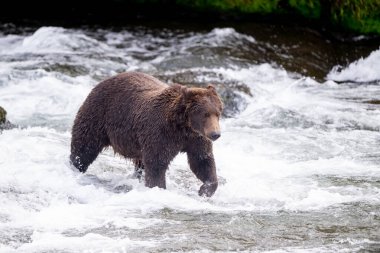 Eylül ayında Katmai Ulusal Parkı 'nda Brooks Şelalesi' nin hemen altındaki hızlı suda somon balığı avlayan Alaska 'lı kahverengi bir ayı.