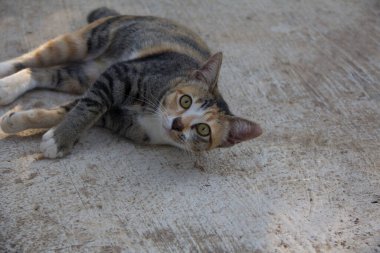 Sevimli üç renkli kedi, Calico, beyaz, sarı, siyah, çimento zemine uzanmış ve dik dik bakıyordu. Köydeki çiftlikte, Wang Nam Khiao, Tayland.