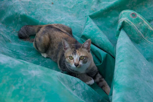 可爱的三色猫 卡利科 蹲伏在帆布上凝视着 在农村农场 泰国王南惠 — 图库照片