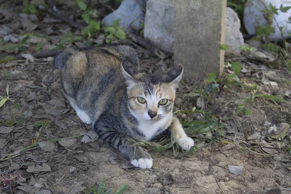 可爱的三色猫 卡利科 蹲伏在地上看 在农村农场 泰国王南惠 — 图库照片