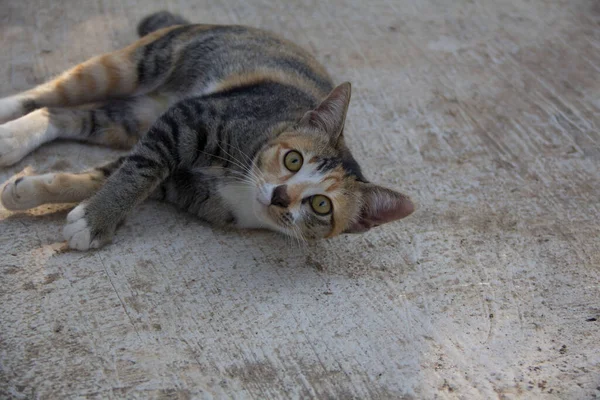 可爱的三色猫 卡利科 躺在水泥地板上凝视着 在农村农场 泰国王南惠 — 图库照片
