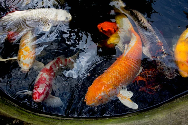 Ikan Mas Koi Mewah Seperti Orenji Ogon Koi Carp Berenang — Stok Foto