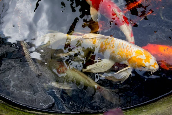Ikan Putih Dan Kuning Yamabuki Hariwake Butterfly Koi Berenang Kolam — Stok Foto