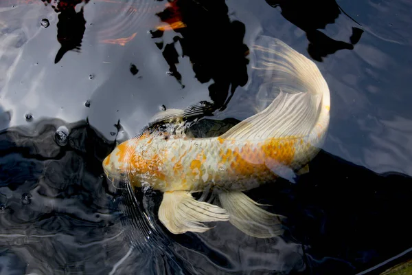 Branco Amarelo Yamabuki Hariwake Butterfly Koi Peixes Nadando Lagoa Peixe — Fotografia de Stock
