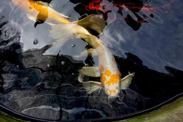 白と黄色の山吹ハリウェイク蝶鯉魚池で泳ぐ鯉魚 — ストック写真
