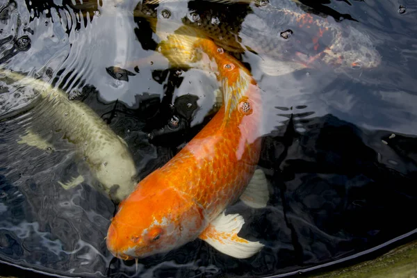 Peixes Carpa Koi Extravagantes Como Orenji Ogon Koi Carp Estão — Fotografia de Stock