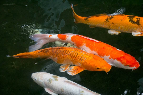 松葉五合 小白鯉などのファンシー鯉が池で泳いでいます チェンマイ — ストック写真