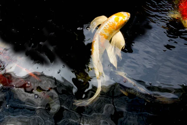 Branco Amarelo Yamabuki Hariwake Butterfly Koi Peixes Nadando Lagoa Peixe Fotografia De Stock
