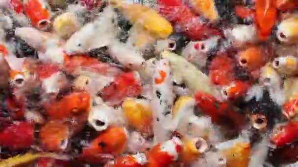 Many Hungry Fancy Carp Fishes Red Orange Yellow White Ogon — Stock Video
