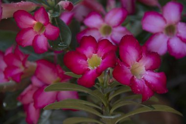 Red pink Adenium obesum with other names such as Desert rose, Mock Azalea, Pink bignonia, Impala lily blooming fresh and beautiful, perfect for celebrating day of love, Valentine's Day. Thailand.
