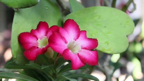 Два Цветка Adenium Obesum Другими Названиями Такими Desert Rose Mock — стоковое видео