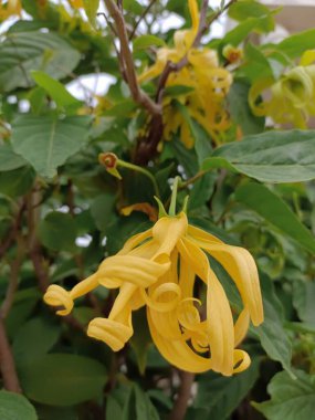 Ylang-Ylang çiçeği (ilang ilang), Cananga odorata, sarı yapraklar uzun, düz çizgiler, çok güzel kokulu, güneşli bir günde süs bahçesinde. Chiang Mai, Tayland.