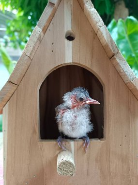 Yavru kuş. Sevimli kırmızı bıyıklı bir bulbul ev yapımı ahşap bir yuva kutusundan, kuş yuvasından dışarı bakar. Ortak kır bahçelerinde vahşi hayvanlar ve doğa resimleri. Chiang Mai Tayland.