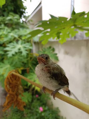 Yavru kuş uçmayı öğreniyor. Kırmızı bıyıklı şirin bir bulbul papaya ağacının dalında duruyor. Bahçedeki beyaz duvarın yanındaki vahşi hayatı korumak için. Doğa fotoğrafı, Chiang Mai, Tayland.