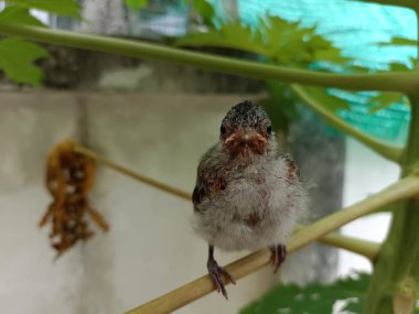 Yavru kuş uçmayı öğreniyor. Kırmızı bıyıklı şirin bir bulbul papaya ağacının dalında duruyor. Bahçedeki beyaz duvarın yanındaki vahşi hayatı korumak için. Doğa fotoğrafı, Chiang Mai, Tayland.