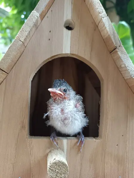 stock image Baby bird. A cute red-whiskered bulbul looks out from a homemade wooden nest box, birdhouse. Wild animals in common country gardens and nature pictures. Chiang Mai Thailand.