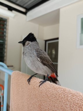 Cute Sooty-headed bulbul bird,  Pycnonotus aurigaster standing on clothes rack in house. Protected wildlife. Nature photo, Chiang Mai, Thailand. clipart