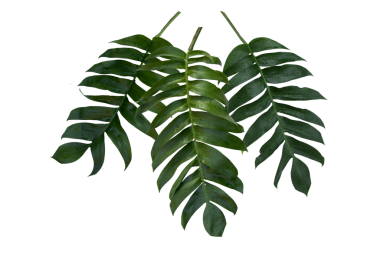 Canavar pinnatipartita (Siam Monstera) içi boş ve ıslak büyük yeşil yapraklar. Kırsal kesimdeki bahçe evinde yağmur mevsiminde. Şeffaf arkaplanda, PNG, izole edilmiş. Phrae Tayland