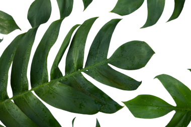 Canavar pinnatipartita (Siam Monstera) içi boş ve ıslak büyük yeşil yapraklar. Kırsal kesimdeki bahçe evinde yağmur mevsiminde. Şeffaf arkaplanda, PNG, izole edilmiş. Phrae Tayland