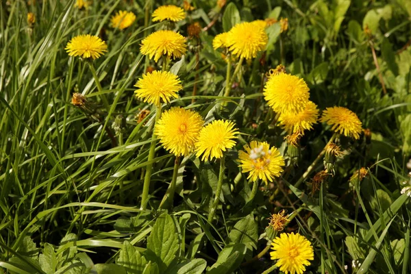 Gebied Van Bloeiende Gele Paardebloem Medicinale Plant Nuttige Kruiden Fytotherapie — Stockfoto